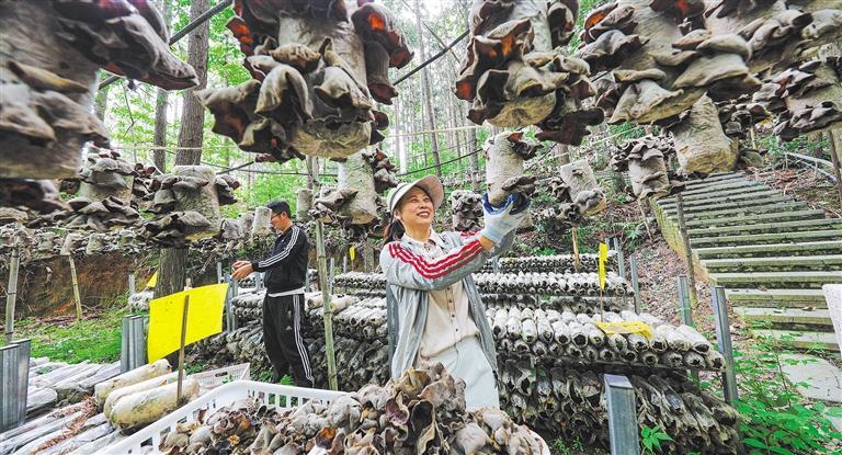 质量发展产业调研】林下生金mg不朽情缘游